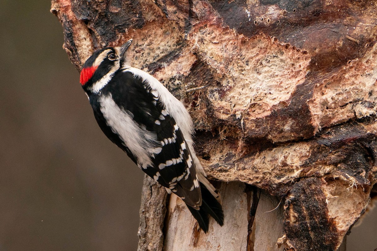 Downy Woodpecker - ML619886361