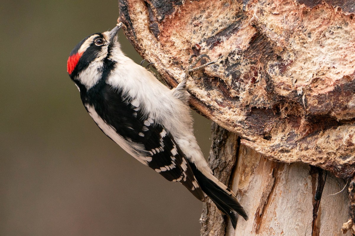 Downy Woodpecker - ML619886362