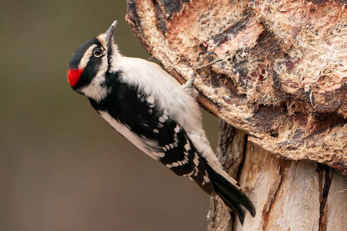 Downy Woodpecker - ML619886363