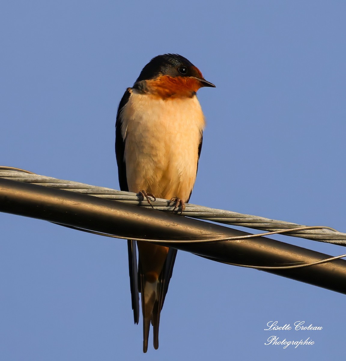 Barn Swallow - ML619886374