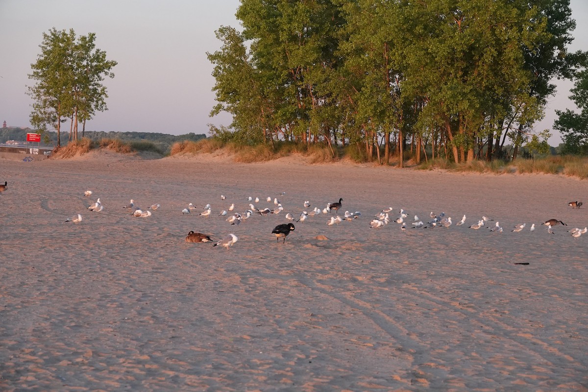 Black-tailed Gull - ML619886377