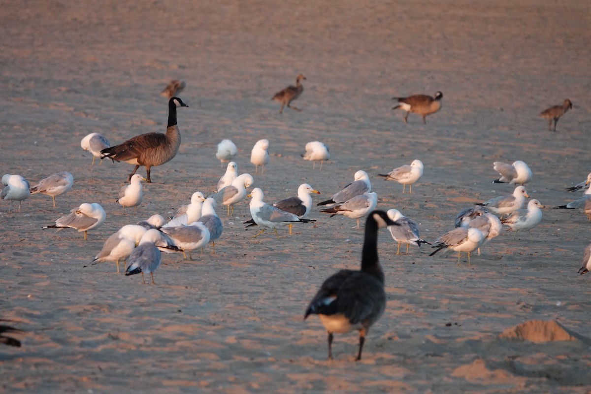 Black-tailed Gull - John Parker