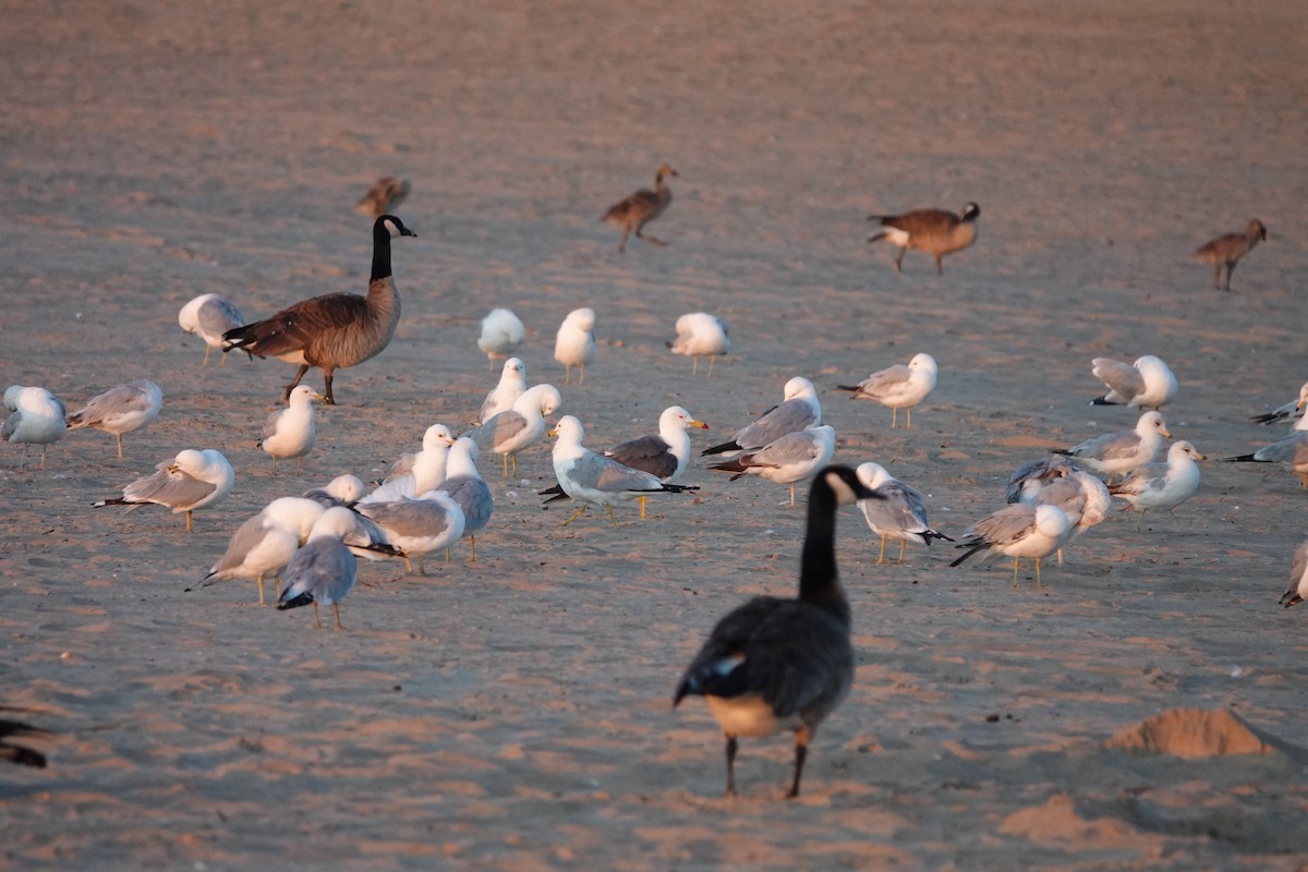 Black-tailed Gull - ML619886384