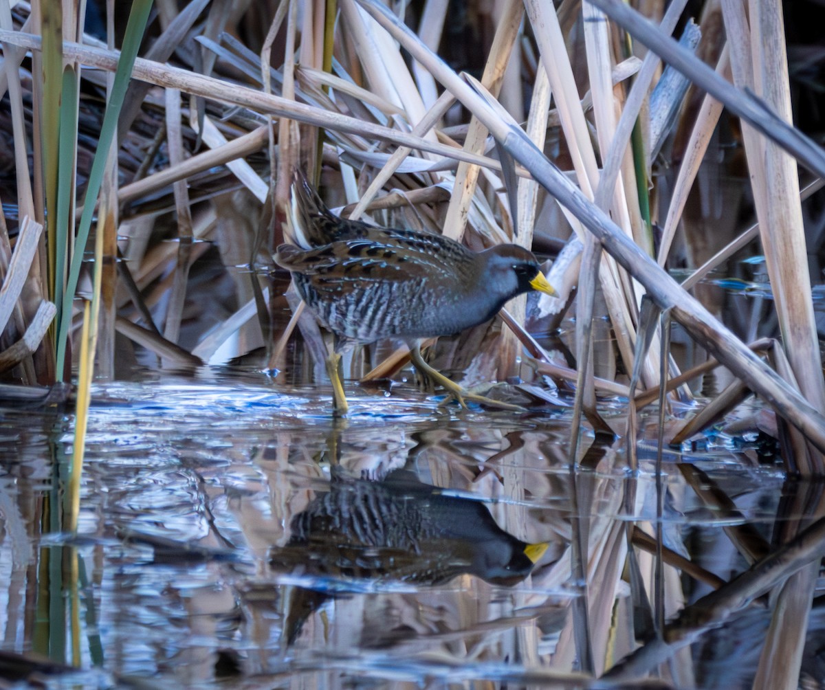 Polluela Sora - ML619886385