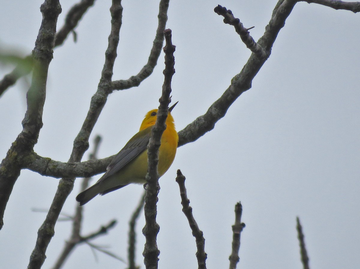 Prothonotary Warbler - ML619886389