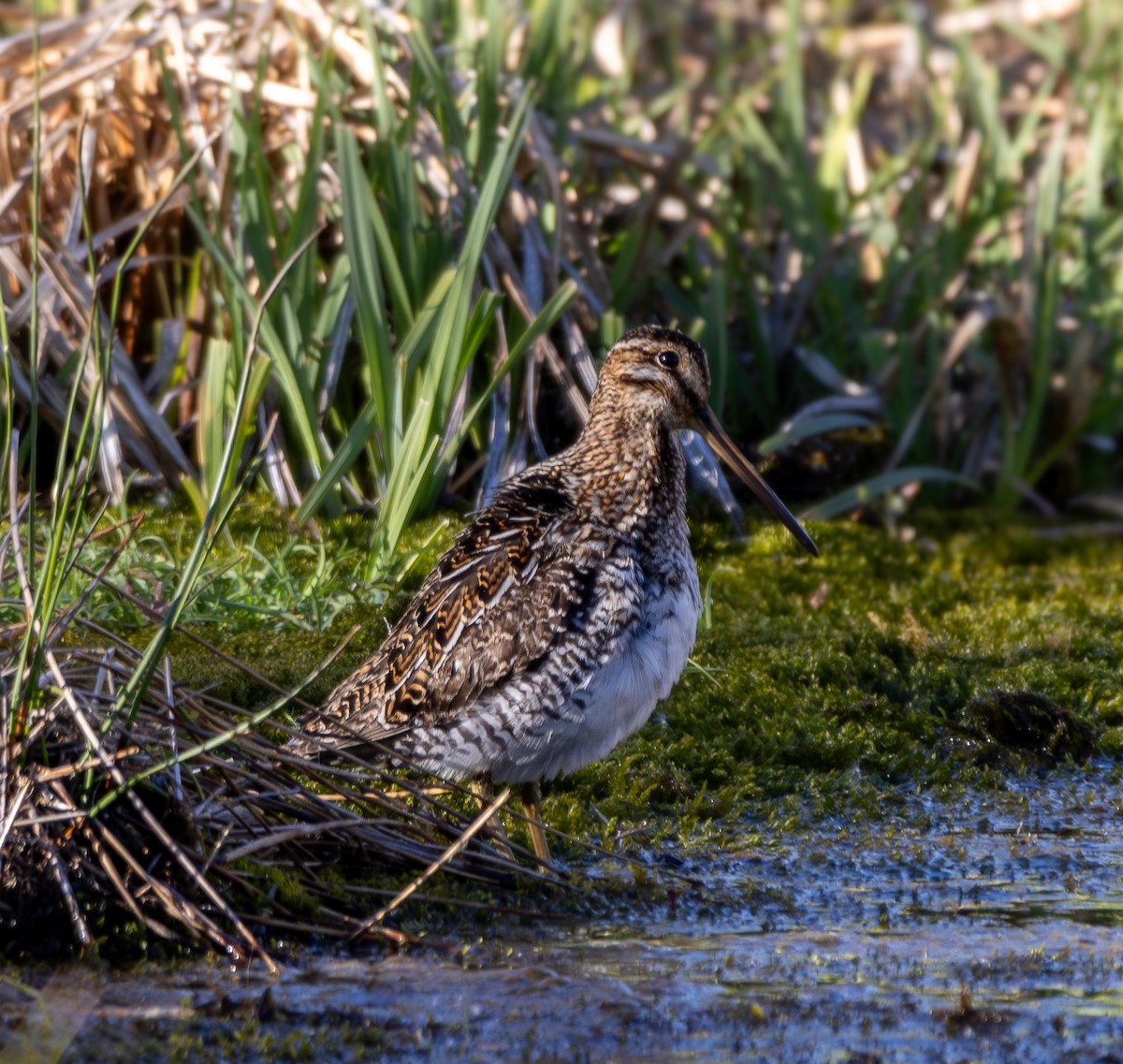 Wilson's Snipe - ML619886393