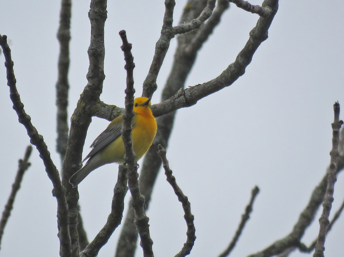 Prothonotary Warbler - ML619886399