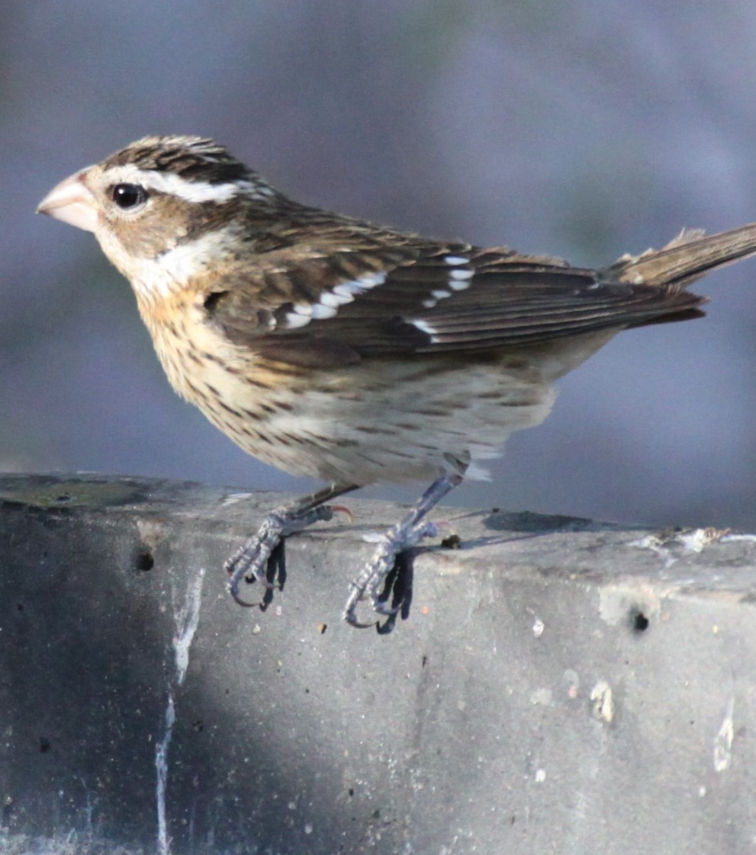 Rose-breasted Grosbeak - ML619886400