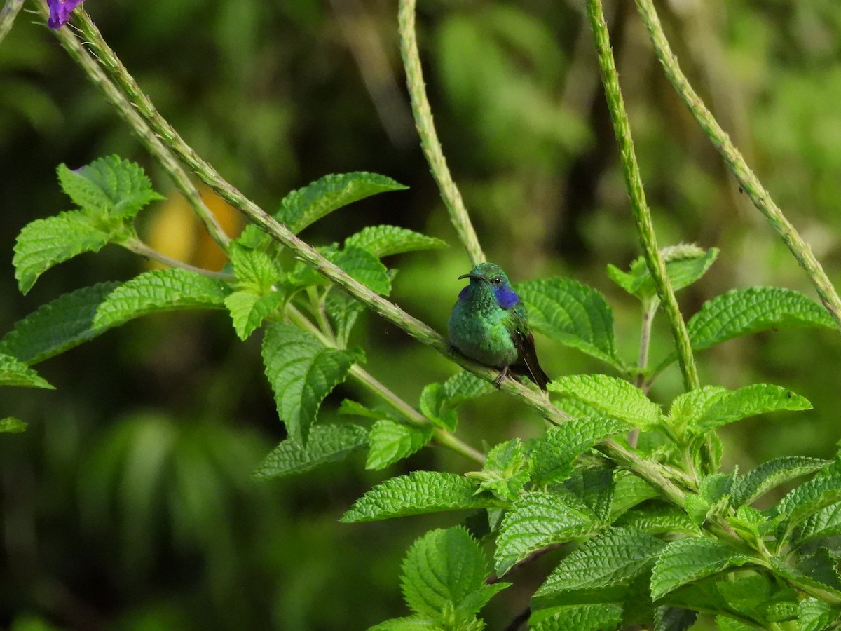 kolibřík modrouchý - ML619886402