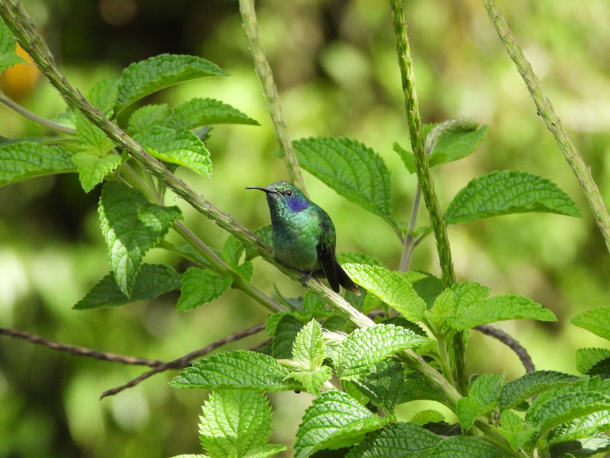 kolibřík modrouchý - ML619886403