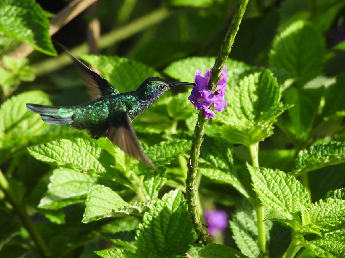 kolibřík modrouchý - ML619886404