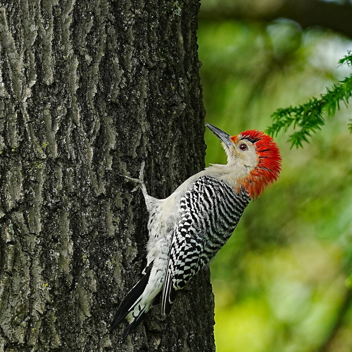 Red-bellied Woodpecker - ML619886405