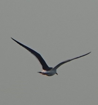 Black-tailed Gull - ML619886406