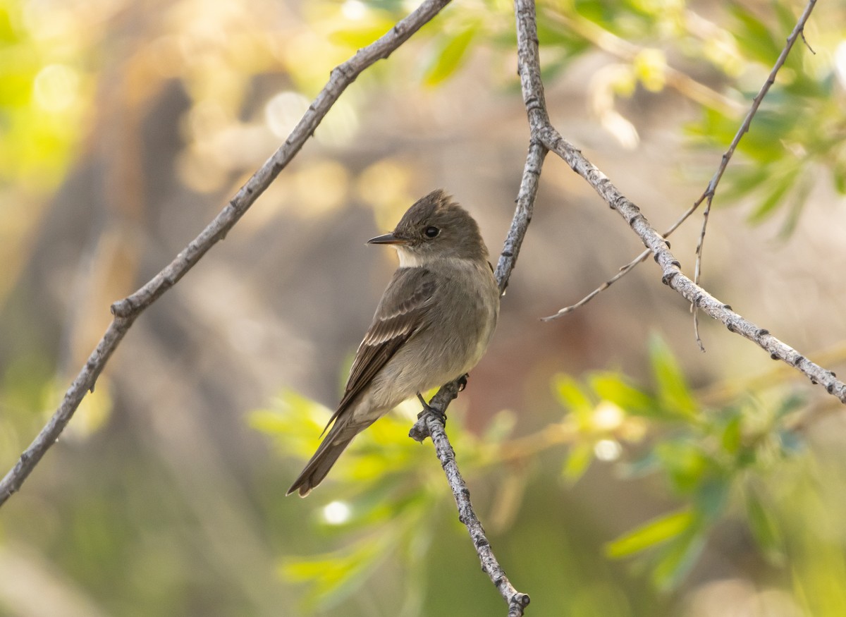 Western Wood-Pewee - Natalie Riddell