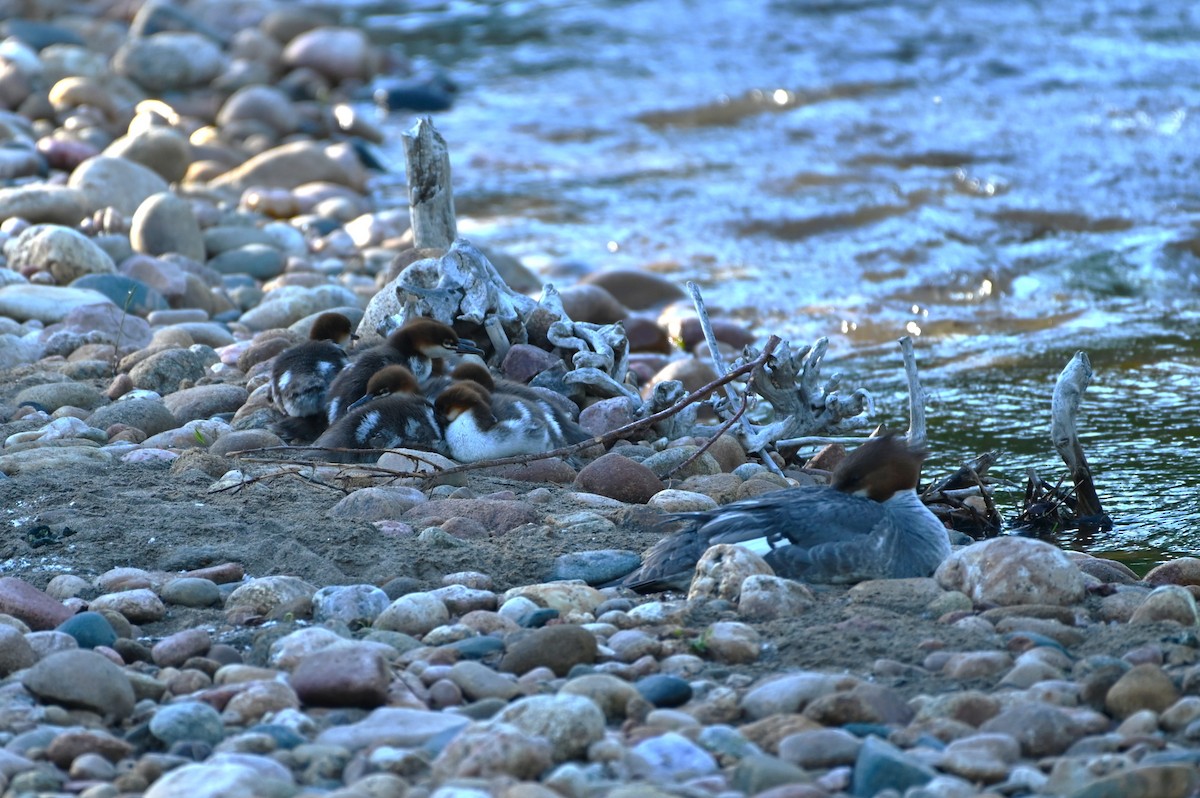 Common Merganser - ML619886412