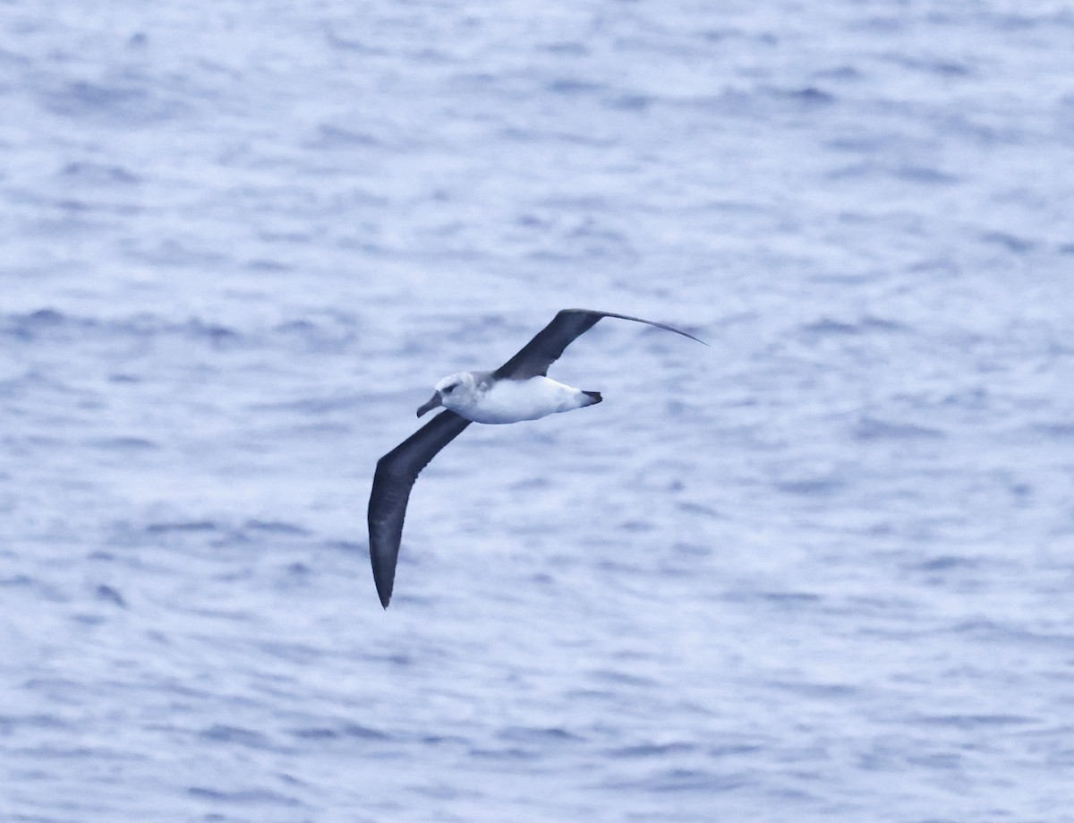 Gray-headed Albatross - ML619886413