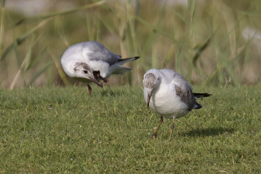 Mouette rieuse - ML619886417