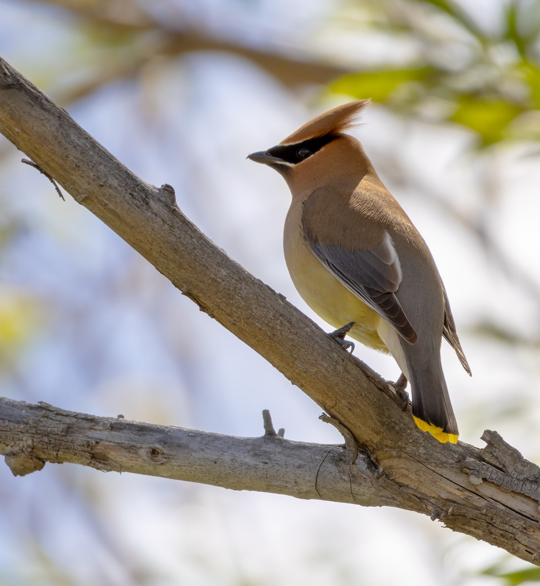 Cedar Waxwing - Natalie Riddell