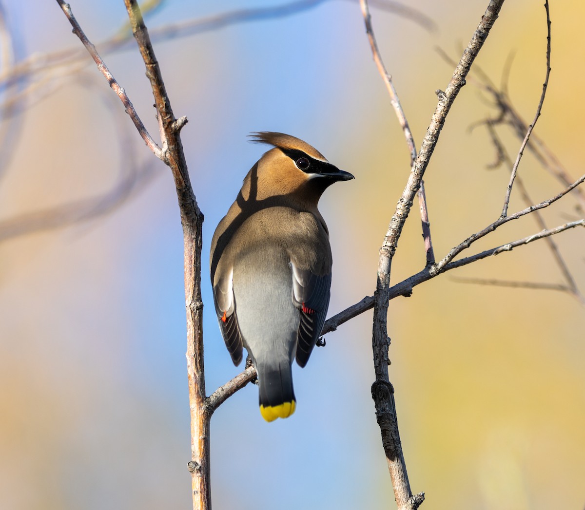 Cedar Waxwing - ML619886419