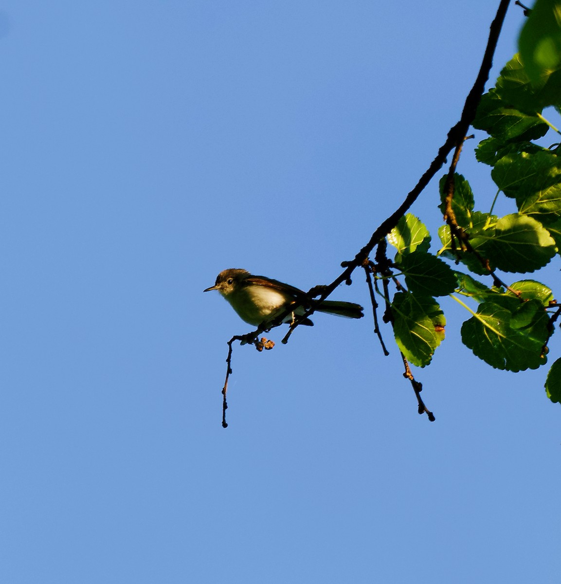 Blue-gray Gnatcatcher - ML619886420