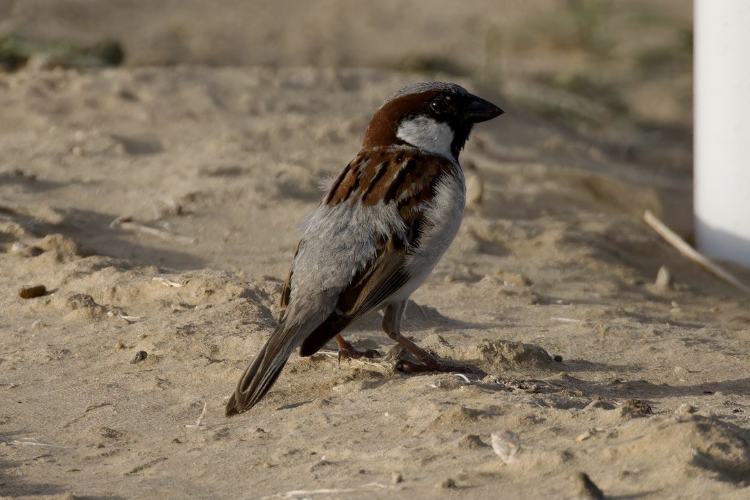 House Sparrow - ML619886429