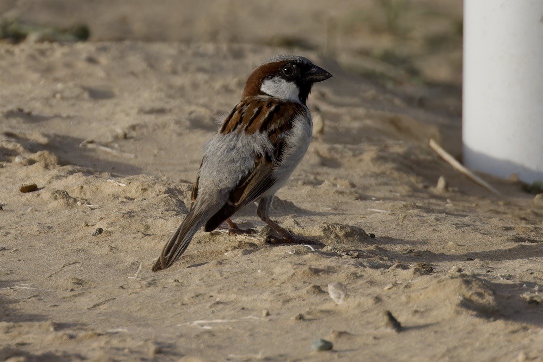 House Sparrow - ML619886430