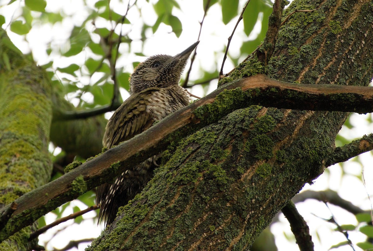 Eurasian Green Woodpecker - ML619886432