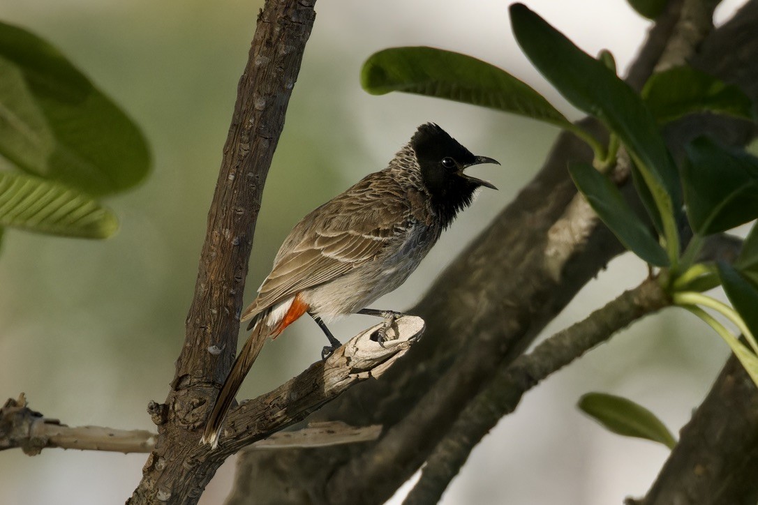 Red-vented Bulbul - ML619886437