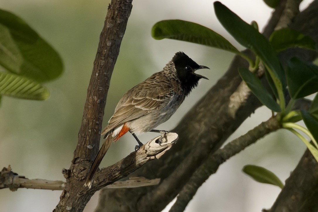 Bulbul à ventre rouge - ML619886437