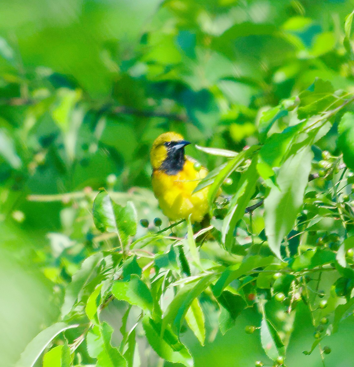 Orchard Oriole - ML619886438
