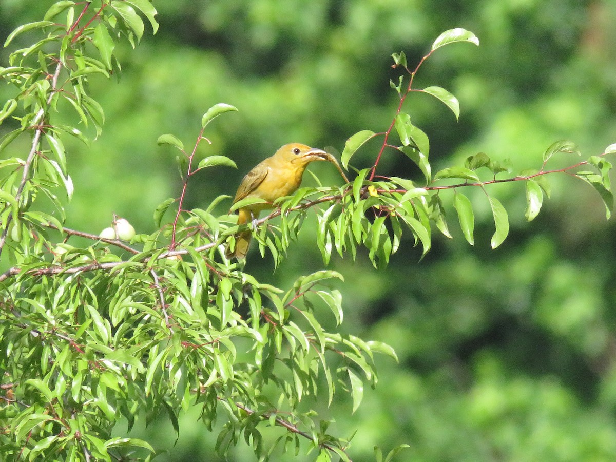 Summer Tanager - ML619886444