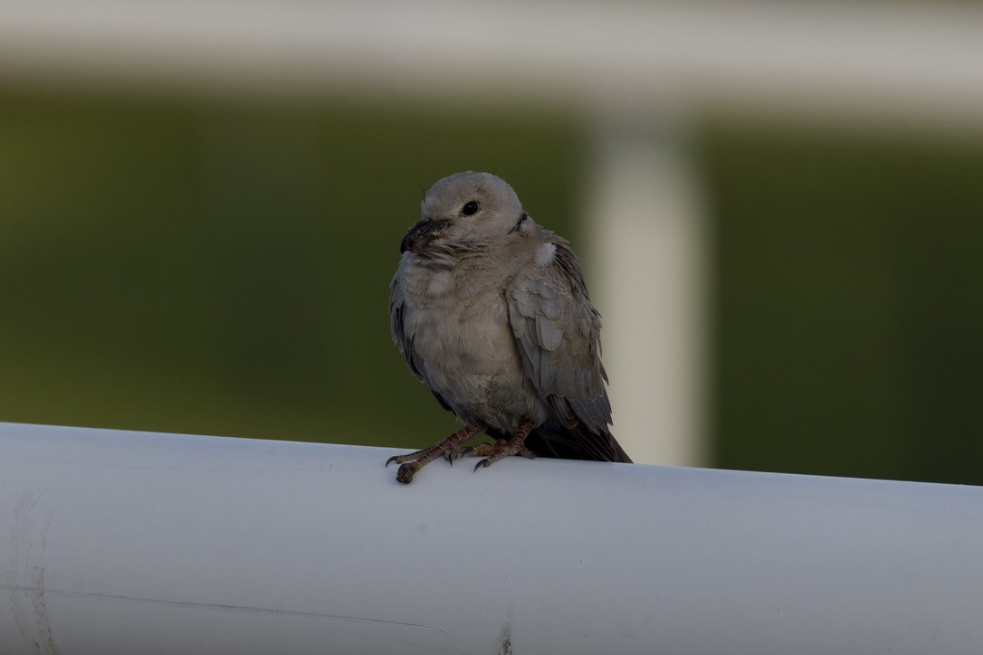 Eurasian Collared-Dove - ML619886447