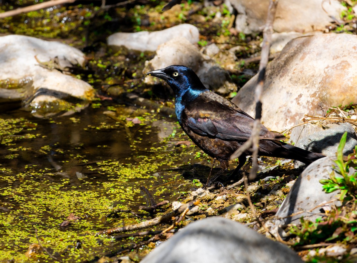 Common Grackle - ML619886448