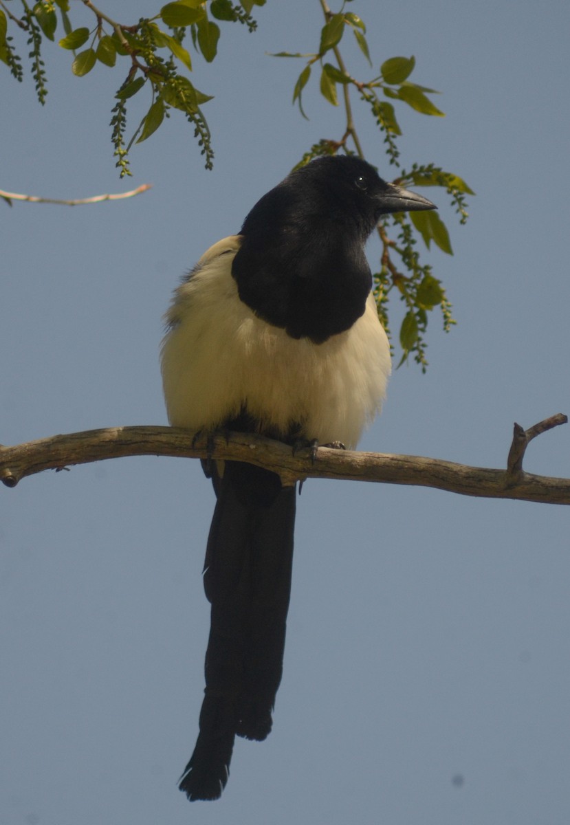 Black-billed Magpie - ML619886452