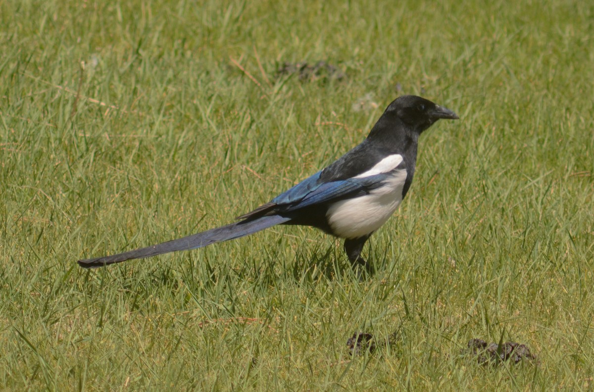 Black-billed Magpie - ML619886453