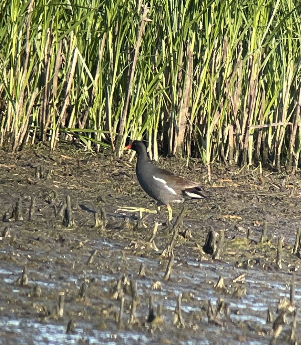 Common Gallinule - ML619886455