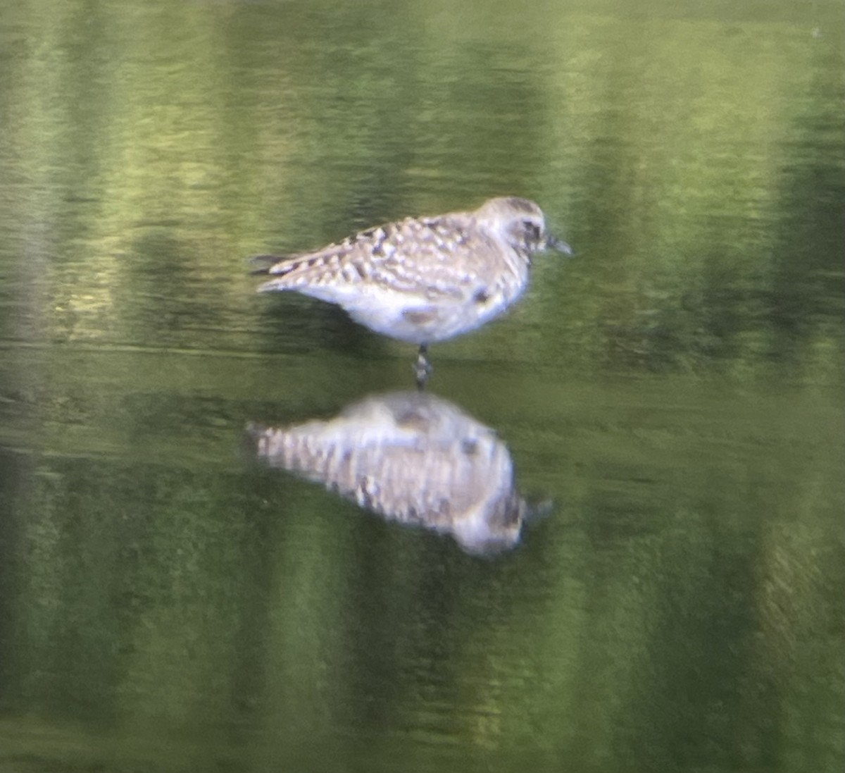 Black-bellied Plover - ML619886457