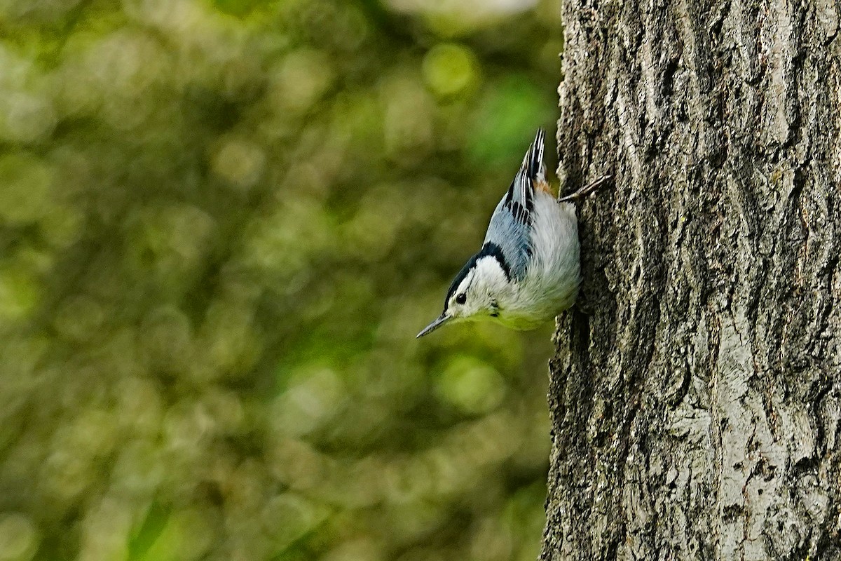 White-breasted Nuthatch - ML619886460