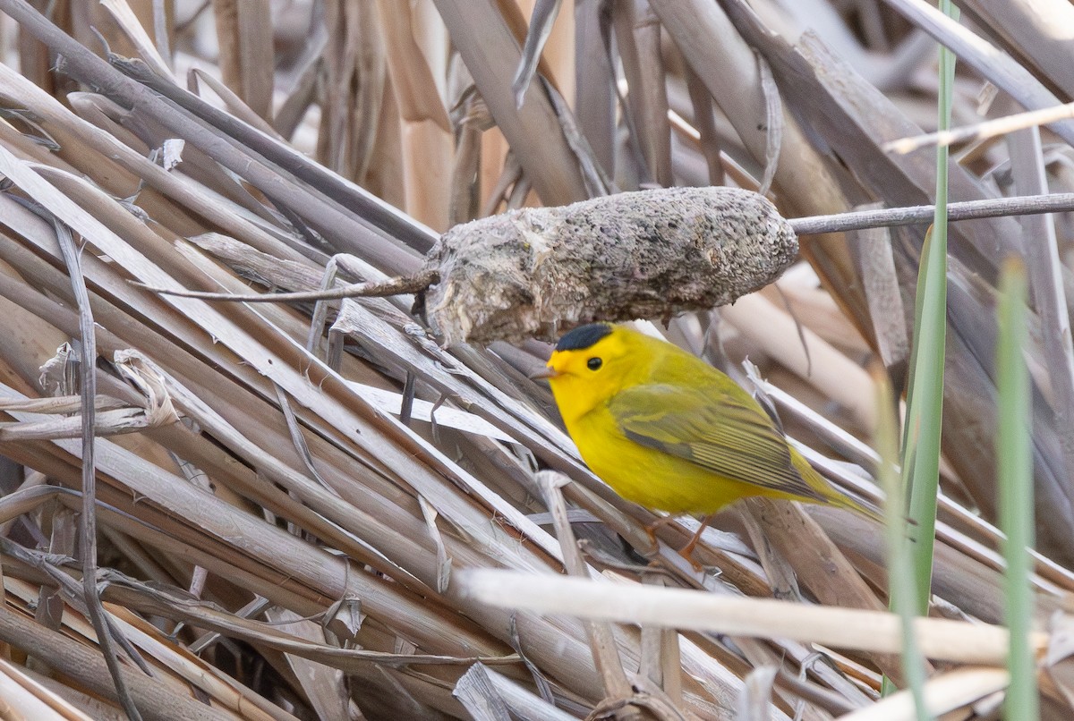 Wilson's Warbler - ML619886464