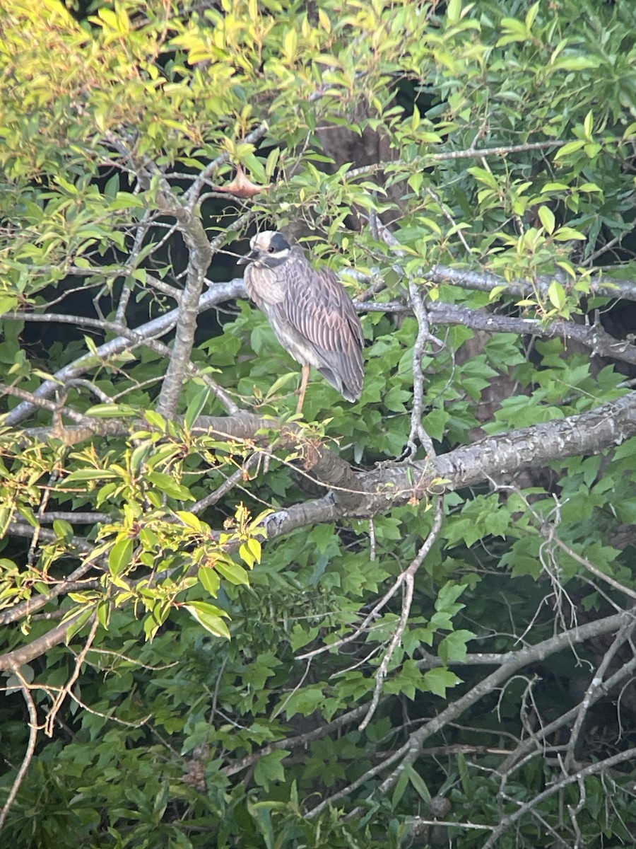 Yellow-crowned Night Heron - ML619886468