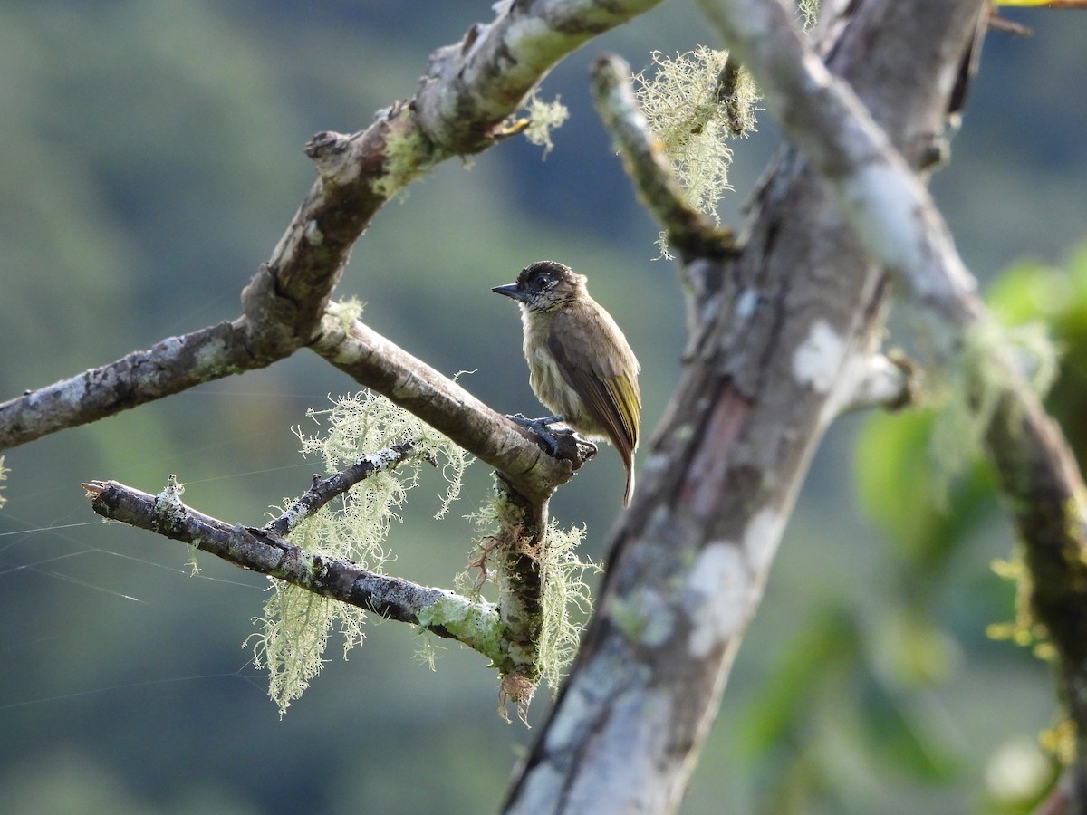 Olivaceous Piculet - ML619886471