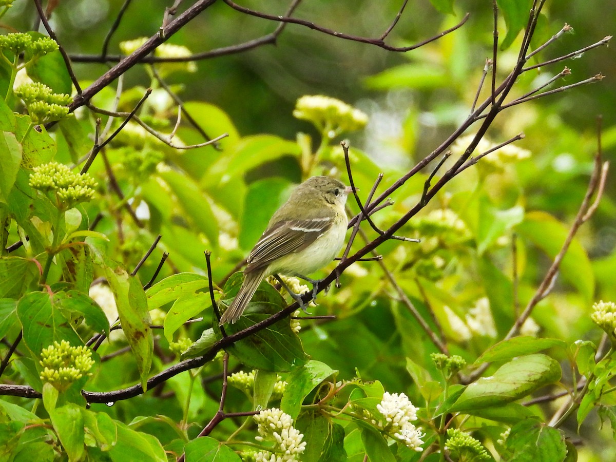 Bell's Vireo - ML619886482