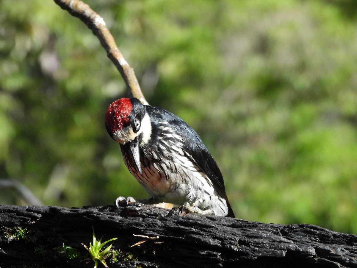 Acorn Woodpecker - ML619886490
