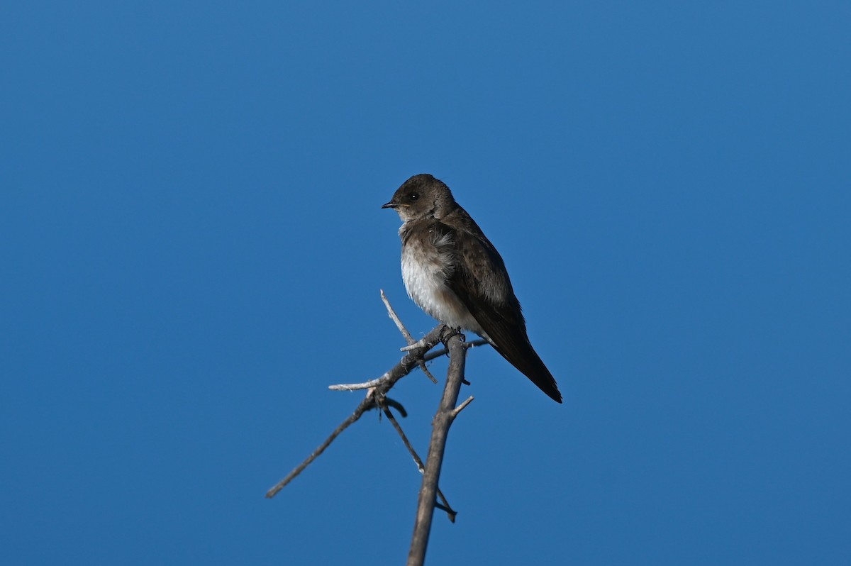 Northern Rough-winged Swallow - ML619886495