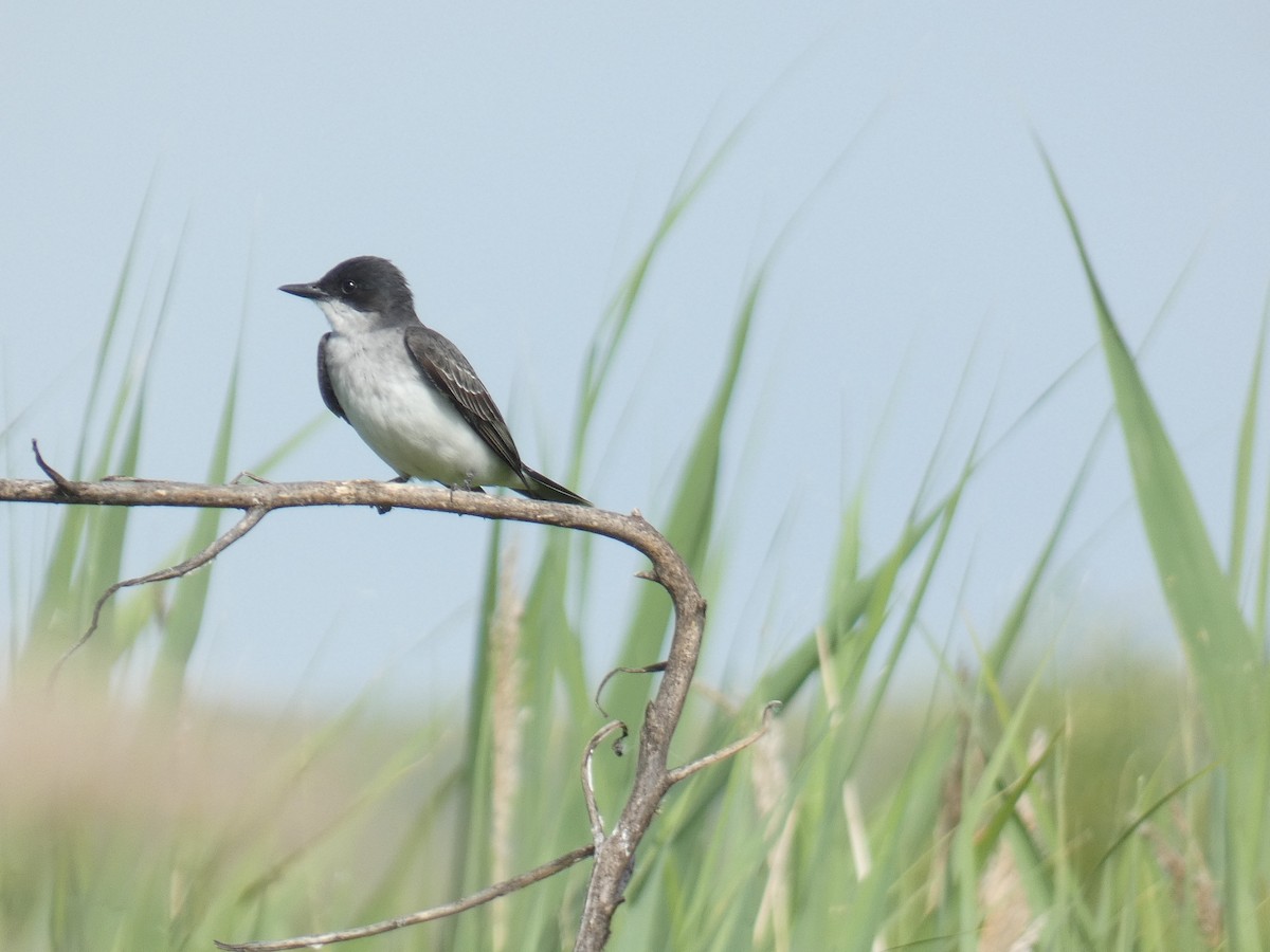 Eastern Kingbird - ML619886498