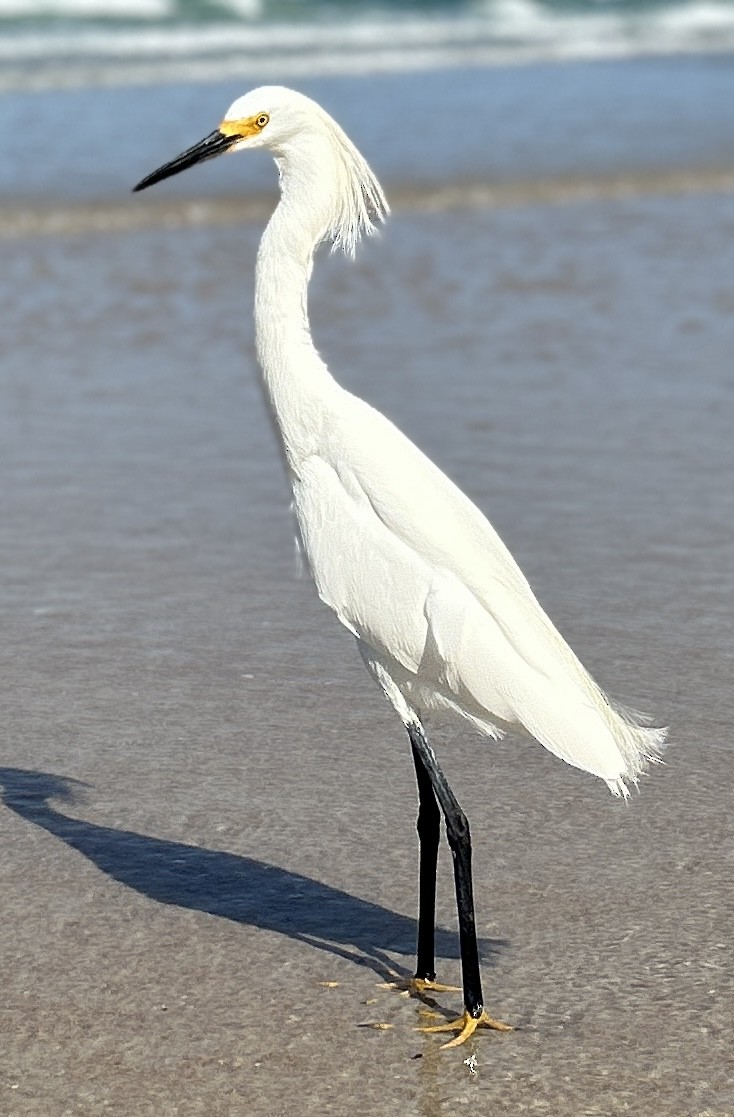 Snowy Egret - ML619886503