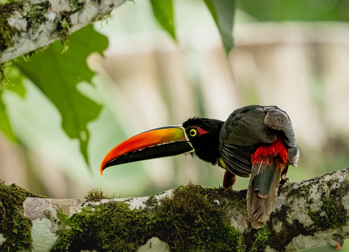 Fiery-billed Aracari - ML619886516