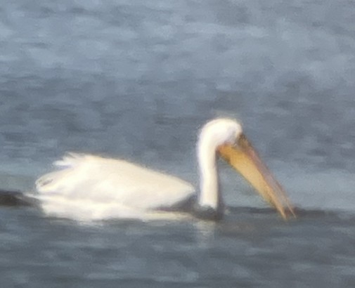 American White Pelican - ML619886517