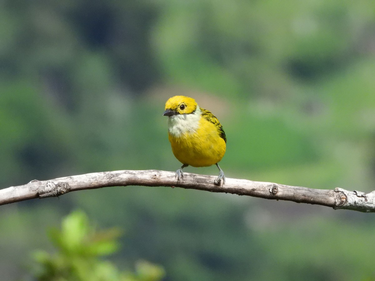 Silver-throated Tanager - ML619886519