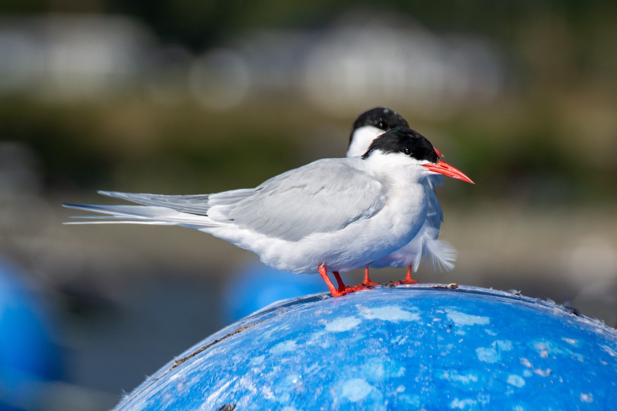 South American Tern - ML619886520